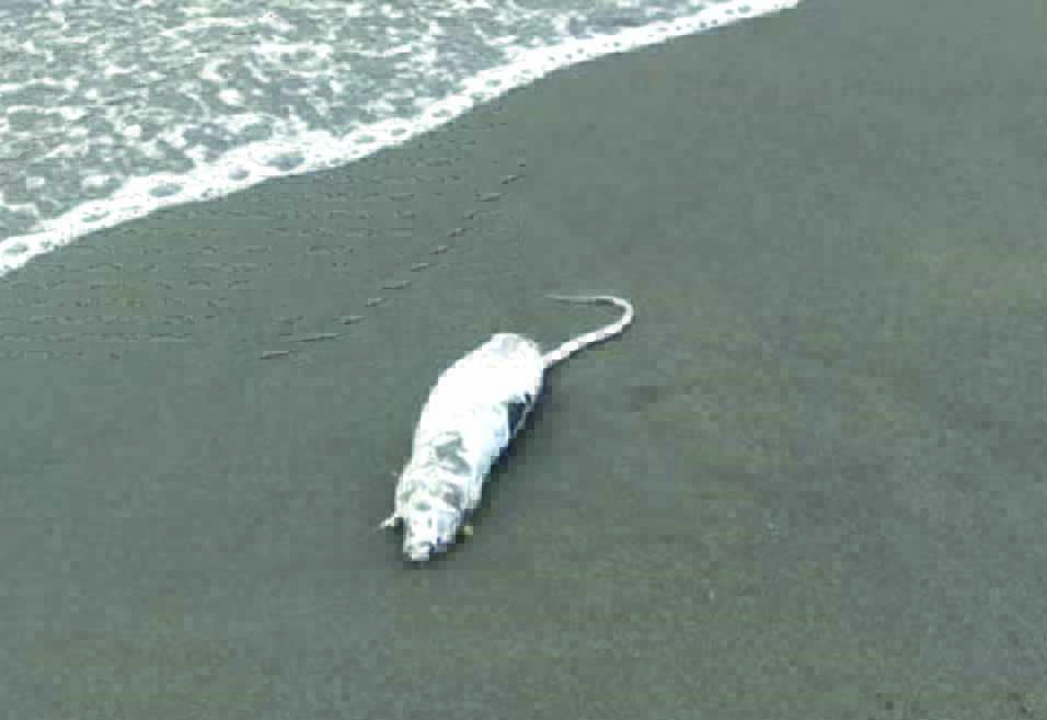 Topi in mare a Torre Annunziata, scatta la rivolta in spiaggia - Vimarsana News