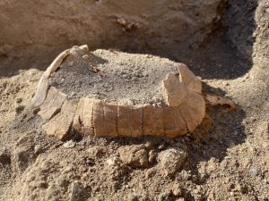 Sorpresa agli Scavi di Pompei: spunta una tartaruga con il suo uovo