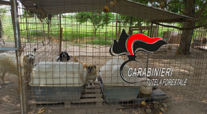 Canile-lager, animali rinchiusi tra recinzioni e lamiere: denunciato pregiudicato di 72 anni
