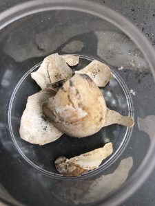 sorpresa-agli-scavi-pompei-spunta-tartaruga-suo-uovo