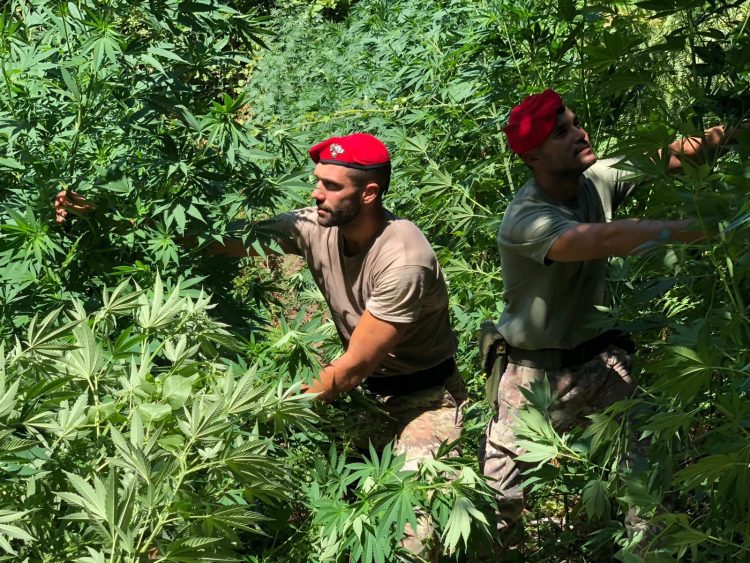 Agerola, ritrovate e sequestrate 200 piante di cannabis