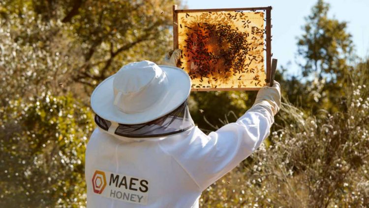 Clima pazzo, api stremate dal caldo: la raccolta del miele crolla a -40%