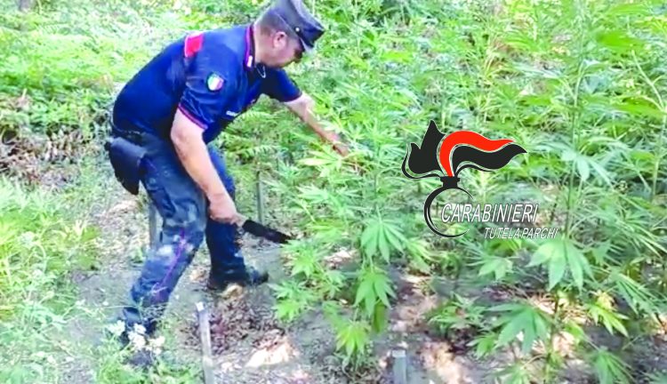 Affare droga sul Vesuvio, scoperta una piantagione di marijuana nell’area protetta