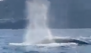 La ‘danza’ delle balene nelle acque di Punta Campanella | IL VIDEO
