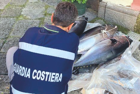 Pesca abusiva di tonni rossi a Portici: sequestro e multa-record