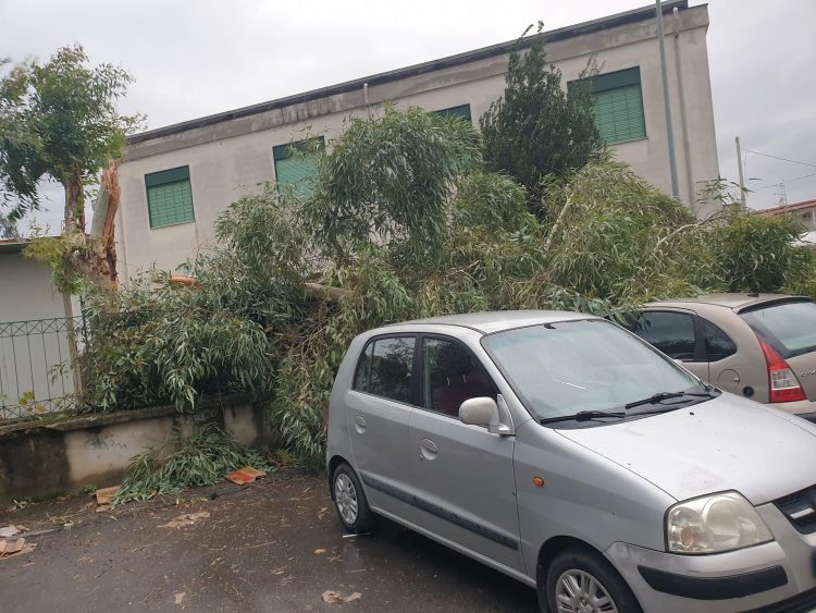Primi danni per il maltempo: un albero crolla a Pompei, paura davanti la scuola