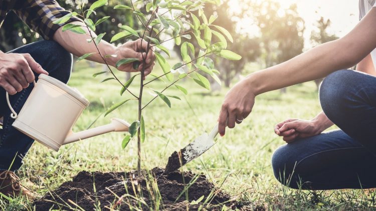 Giornata dell’albero: piantati 420 alberi in 84 scuole della Campania