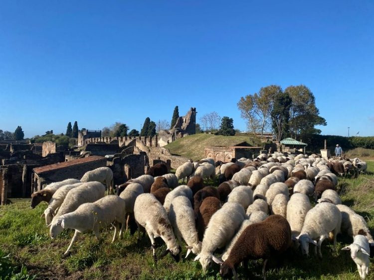 Pompei, 150 pecore pascoleranno nell’area verde degli Scavi