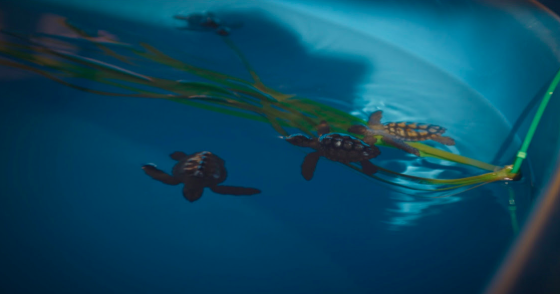 Maiori. Rilasciate in mare 4 tartarughe, una prende il nome di Mc Tominay