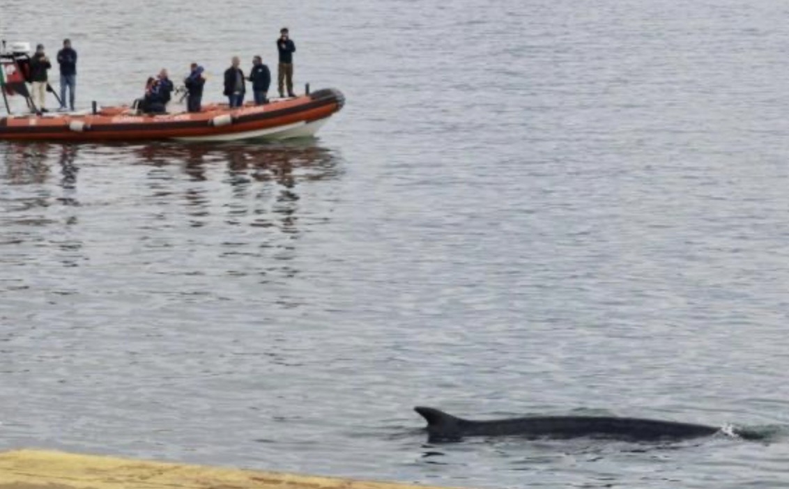 Trovata morta la balenottera che nuotava nel porto di Napoli