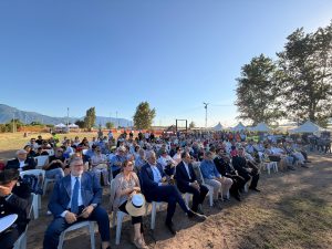 Longola platea