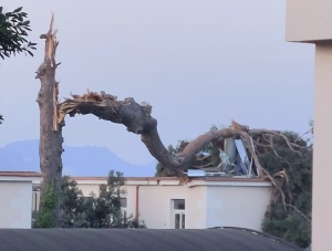 La tempesta spezza il pino secolare a Boscotrecase