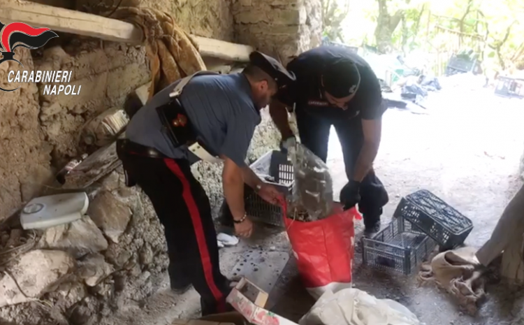 Gragnano. Droga e bombe scoperte in un rudere